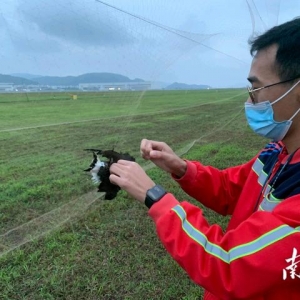 保障航空器飛行安全，珠海機場探索“智慧+生態(tài)”驅(qū)鳥方式