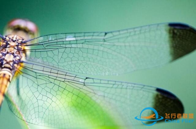 蜻蜓，飛行界的王者，科學(xué)家研究多年，仍未完全搞清楚蜻蜓的秘密-5780