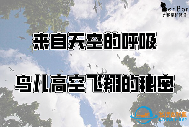 鳥類強大的飛行能力背后，做了哪些犧牲？一文了解飛行的秘密-6183