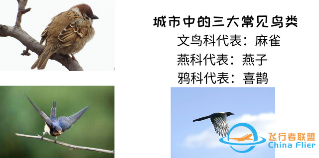鳥類強大的飛行能力背后，做了哪些犧牲？一文了解飛行的秘密-6400