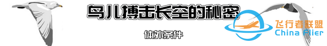 鳥類強大的飛行能力背后，做了哪些犧牲？一文了解飛行的秘密-4973
