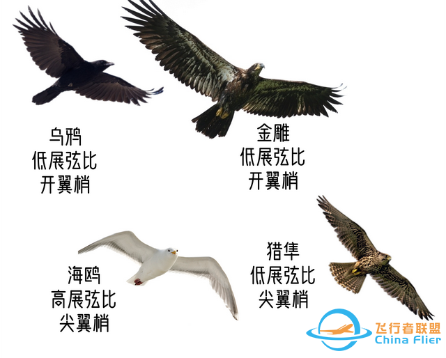 鳥類強大的飛行能力背后，做了哪些犧牲？一文了解飛行的秘密-5540