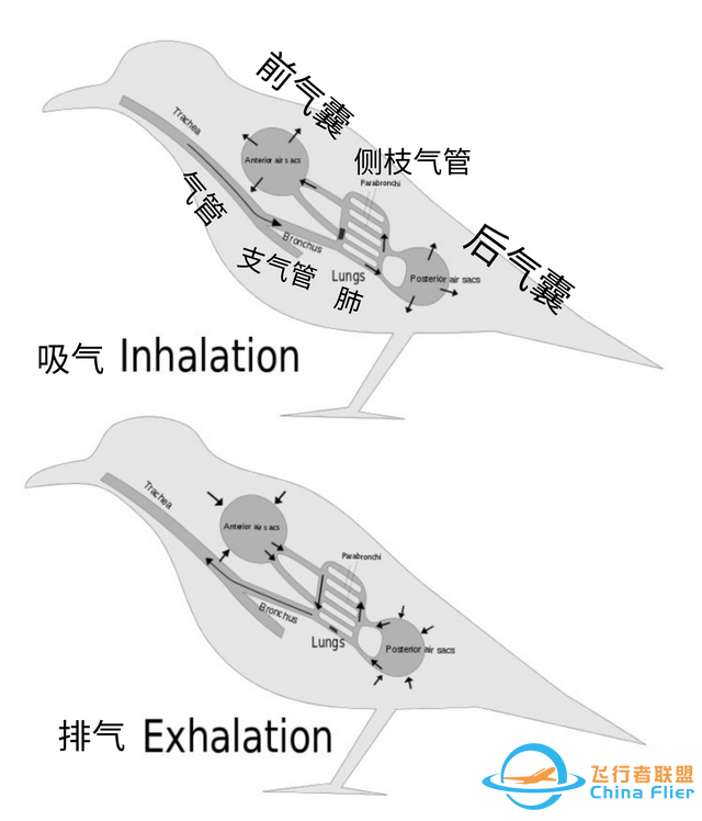 鳥類強大的飛行能力背后，做了哪些犧牲？一文了解飛行的秘密-357