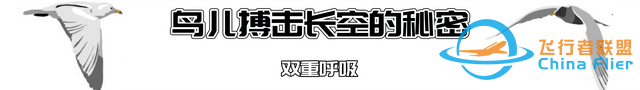鳥類強大的飛行能力背后，做了哪些犧牲？一文了解飛行的秘密-8846