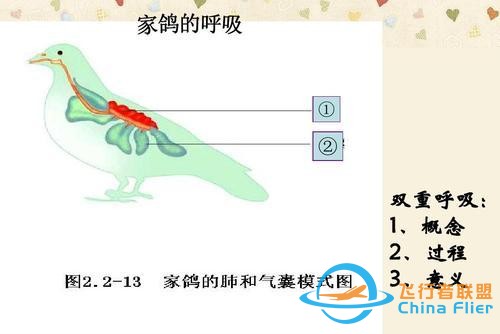 鳥類強大的飛行能力背后，做了哪些犧牲？一文了解飛行的秘密-9425