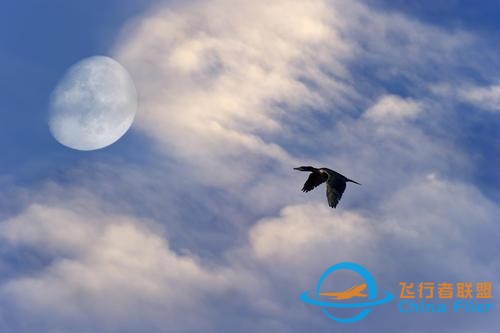 鳥類強大的飛行能力背后，做了哪些犧牲？一文了解飛行的秘密-262
