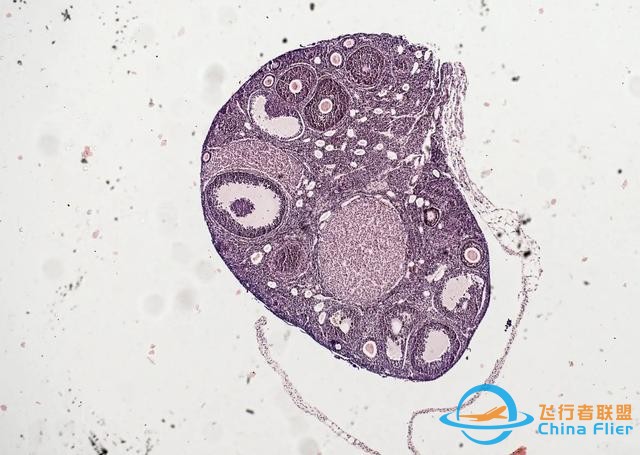 CRS-29空間站任務(wù)簡(jiǎn)介：激光通信、研究大氣重力波和太空生物科學(xué)-2916