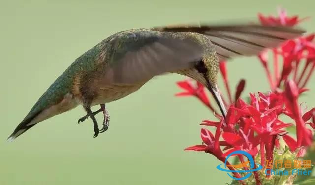 少年科學(xué)粉每日一題｜翱翔、滑翔、鼓翼……鳥(niǎo)兒飛行方式這么多？-2346