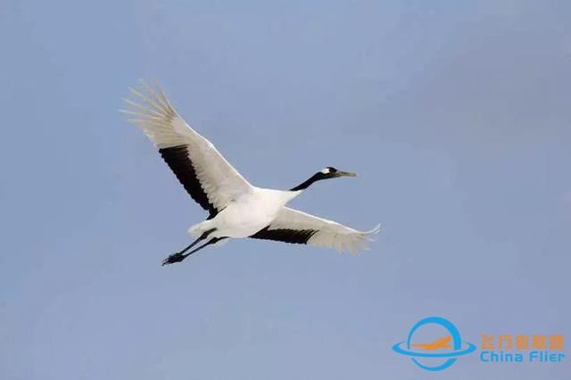 少年科學(xué)粉每日一題｜翱翔、滑翔、鼓翼……鳥(niǎo)兒飛行方式這么多？-1109